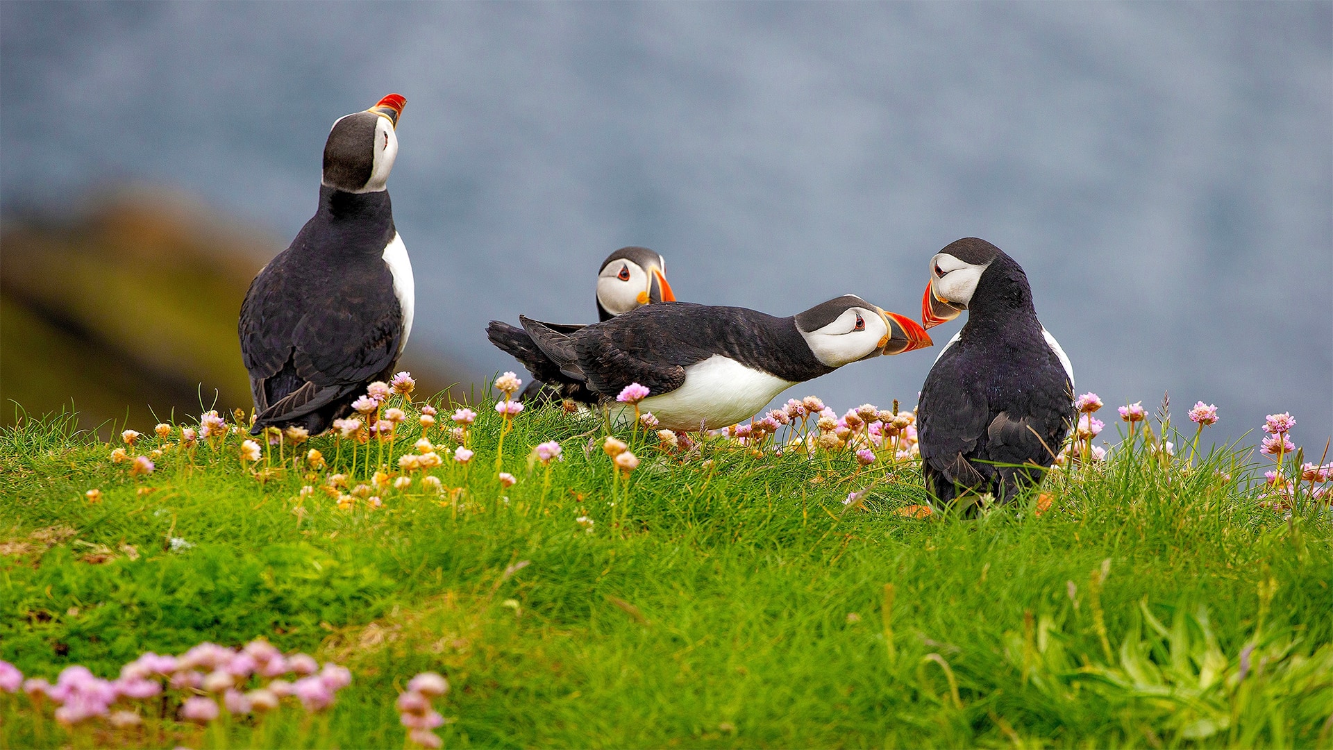 Puffins & Seabird's By Rib Boat 